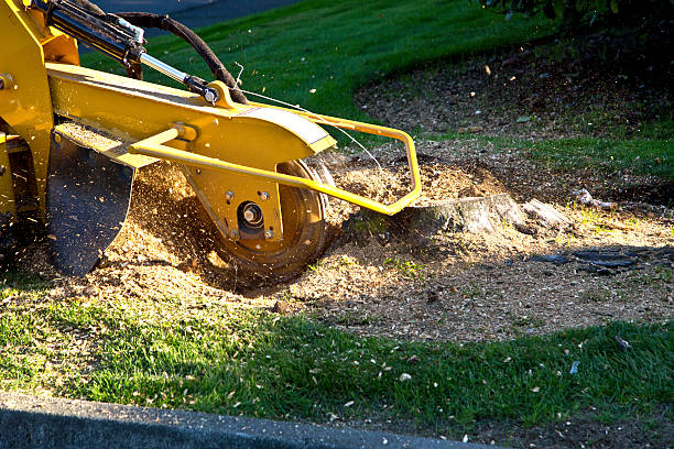 Best Commercial Tree Services  in Shinglehouse, PA